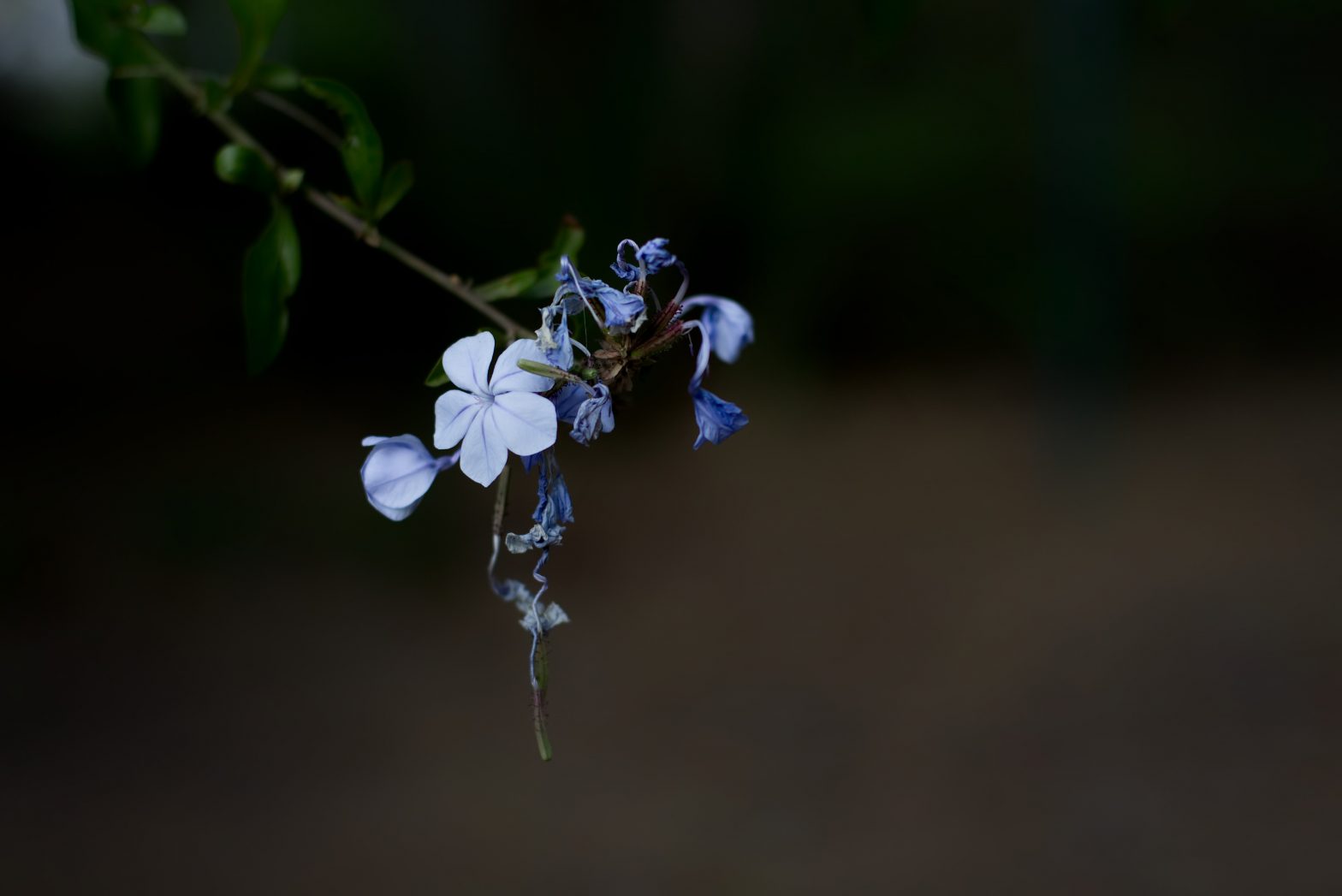 Small, delicate, light blue flowers against a dark background.